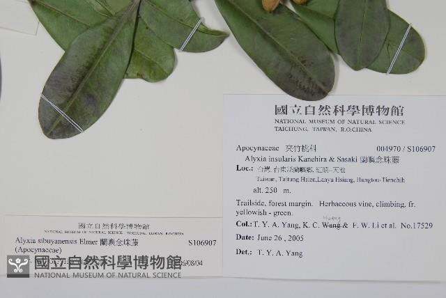 蘭嶼念珠藤藏品圖，第2張