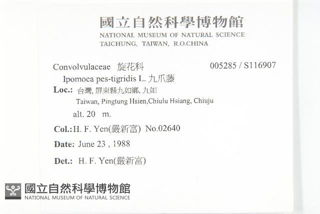 九爪藤藏品圖，第2張