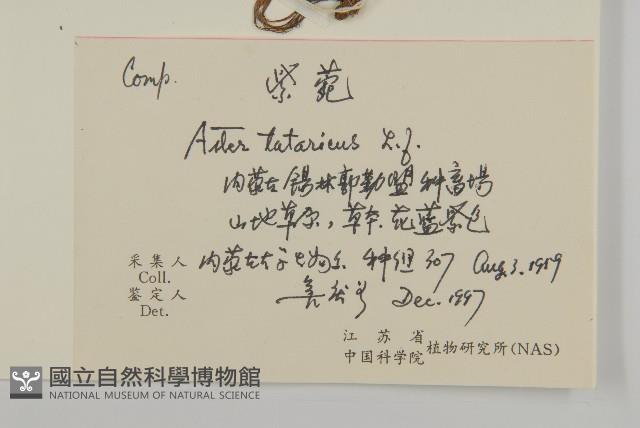 紫菀藏品圖，第2張