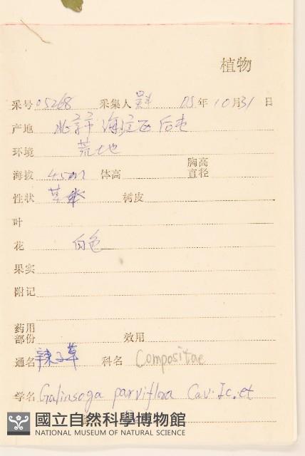 小米菊藏品圖，第2張