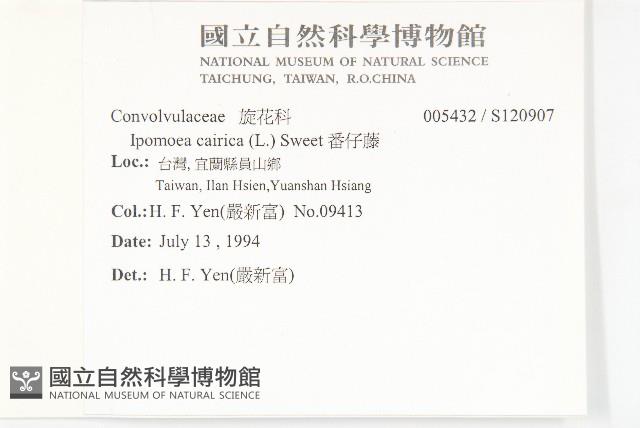 番仔藤藏品圖，第2張