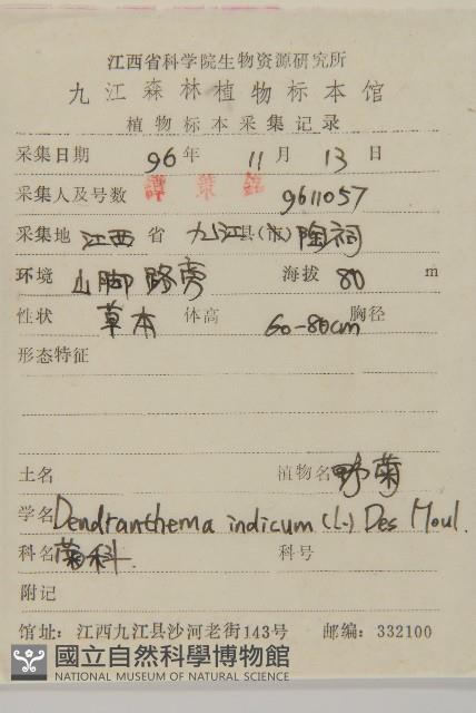 油菊、野菊藏品圖，第2張