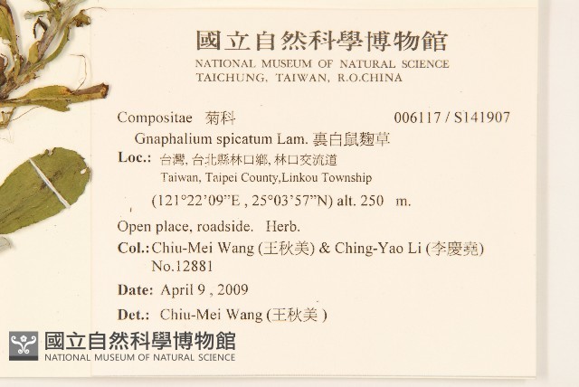 裏白鼠麴草藏品圖，第2張