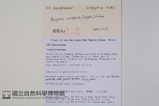 青蛇藤藏品圖，第2張