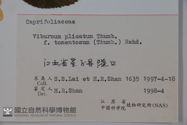 蝴蠂莢迷藏品圖，第2張