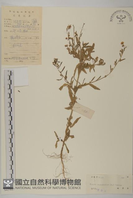 加拿大蓬藏品圖，第1張