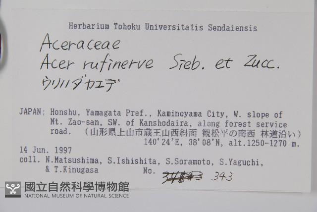 褐脈槭藏品圖，第2張