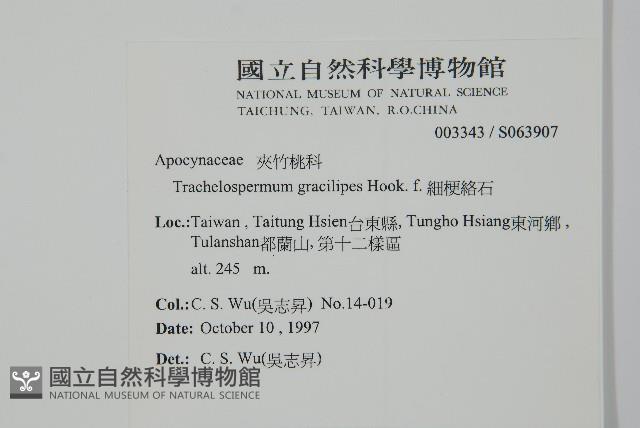 細梗絡石藏品圖，第2張