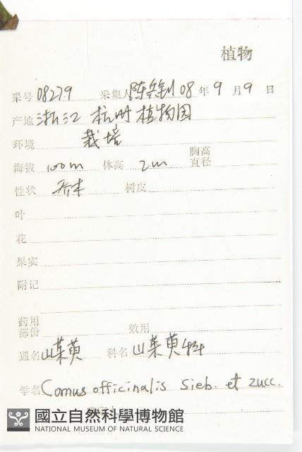 山茱萸藏品圖，第2張