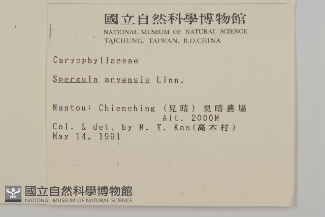 大爪草藏品圖，第2張