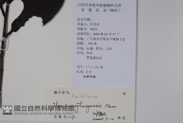 廣東冬青藏品圖，第2張