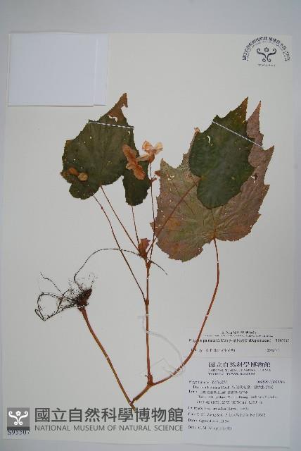裂葉秋海棠藏品圖，第1張