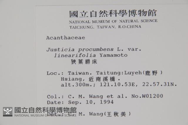 狹葉爵床藏品圖，第2張