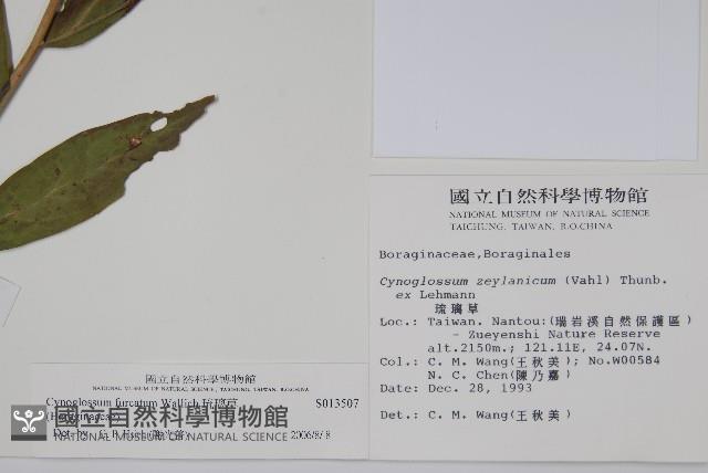 琉璃草藏品圖，第2張