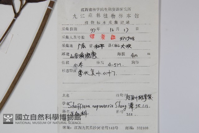 矩圓葉鵝掌柴藏品圖，第2張