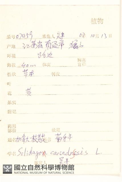 美洲一枝黃花藏品圖，第2張