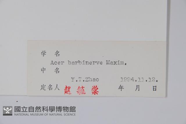 毛脈槭藏品圖，第2張