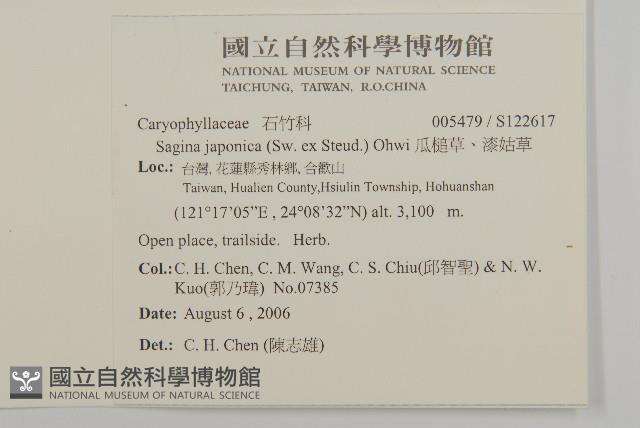 瓜槌草、漆姑草藏品圖，第2張