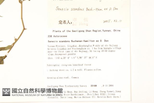 蔓黃菀藏品圖，第2張