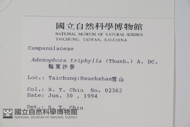 輪葉沙參藏品圖，第2張