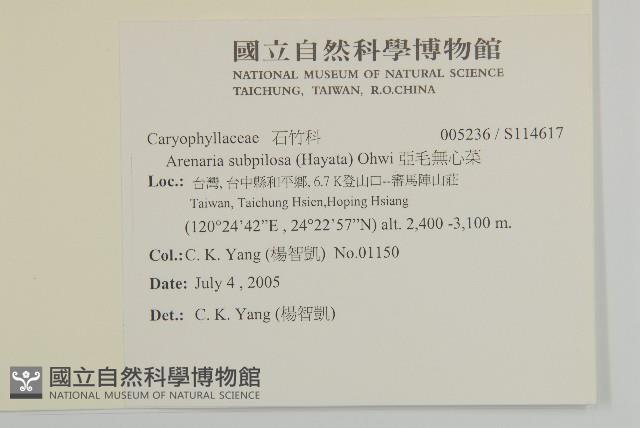 亞毛無心菜藏品圖，第2張