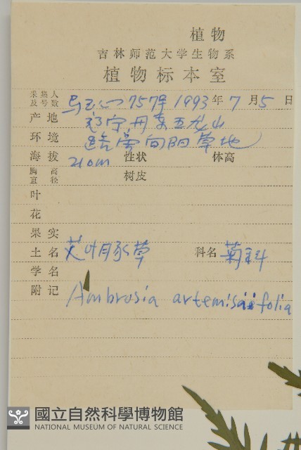 豬草、瘤果菊藏品圖，第2張