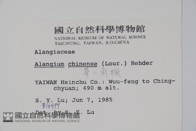 華八角楓藏品圖，第2張