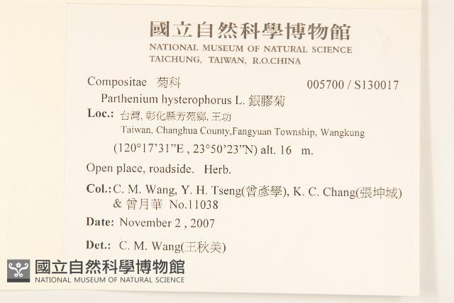 銀膠菊藏品圖，第2張