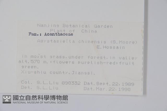 擬馬偕花、白接骨藏品圖，第2張