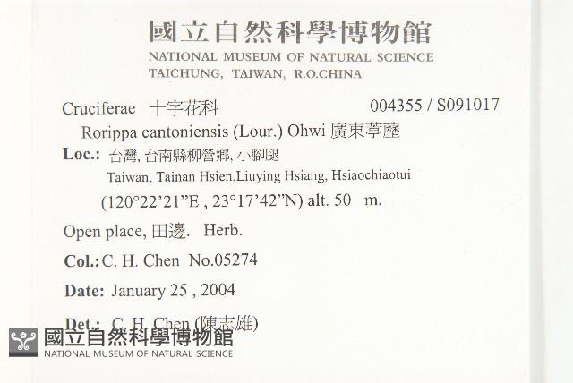 廣東葶藶藏品圖，第2張