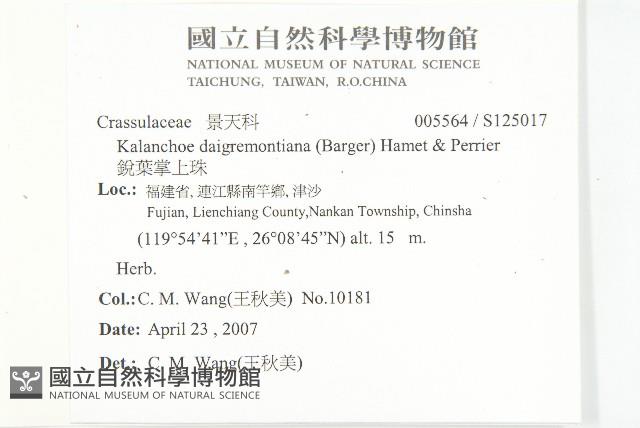 銳葉掌上珠藏品圖，第2張