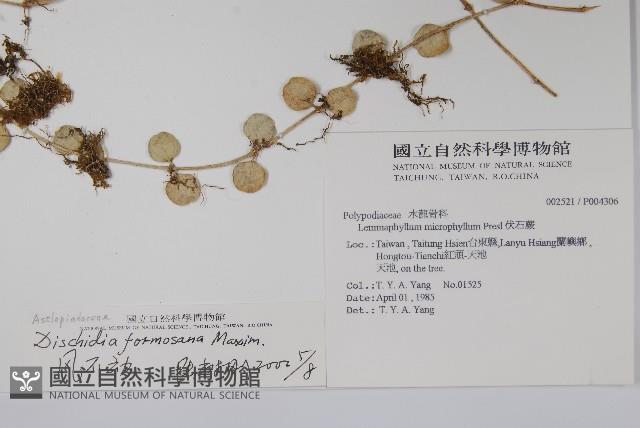 風不動藏品圖，第2張