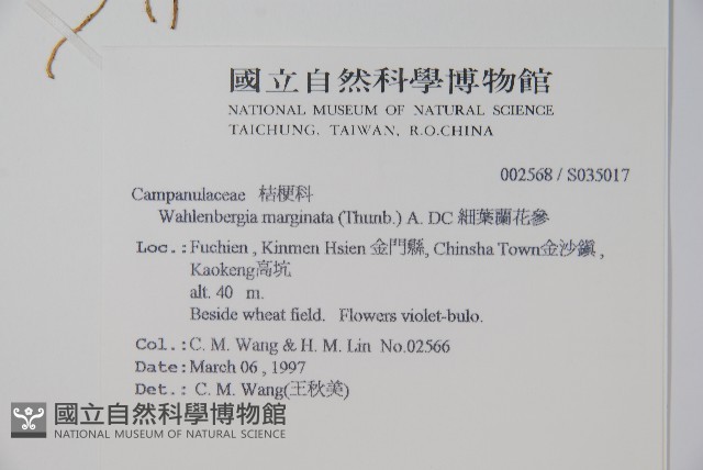 細葉蘭花參藏品圖，第2張