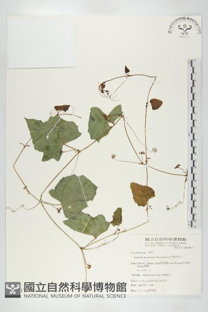 黑果馬交兒藏品圖，第1張