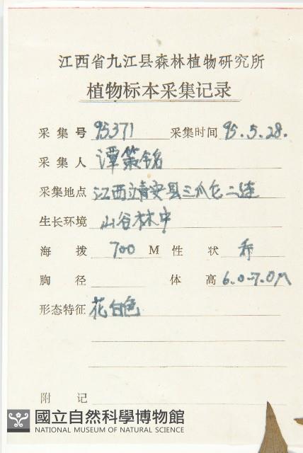 四照花、山荔枝藏品圖，第2張