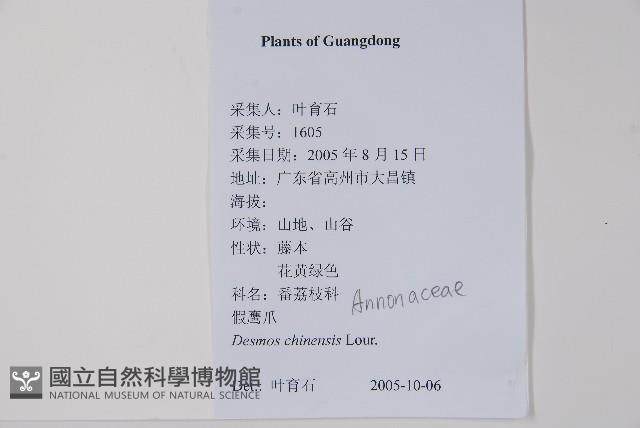 假鷹爪藏品圖，第2張