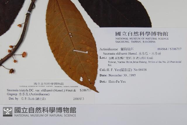 水冬瓜藏品圖，第2張