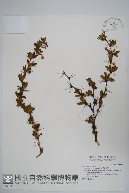 Yushan barberry Collection Image, Figure 1, Total 2 Figures