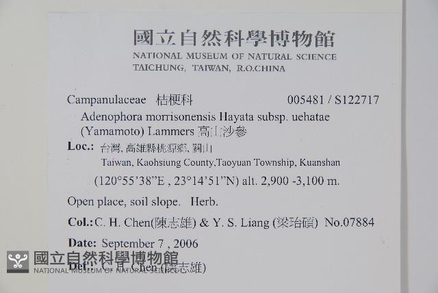 高山沙參藏品圖，第2張