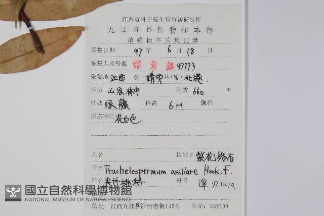 紫花絡石藏品圖，第2張