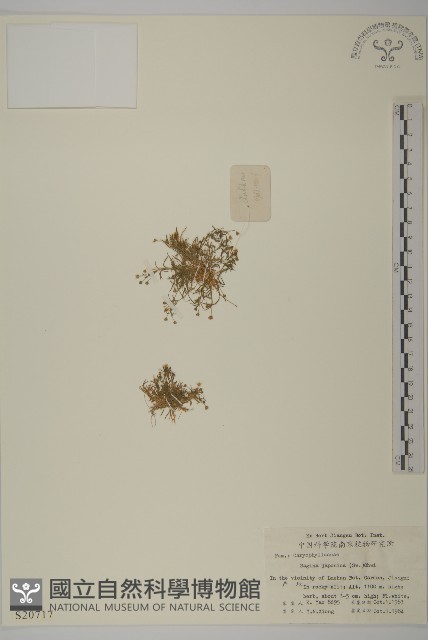 瓜槌草、漆姑草藏品圖，第1張