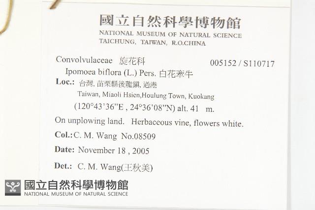 白花牽牛藏品圖，第2張