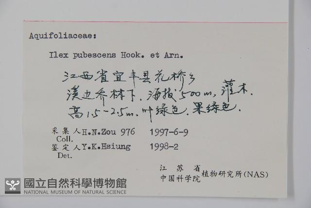 密毛假黃楊藏品圖，第2張