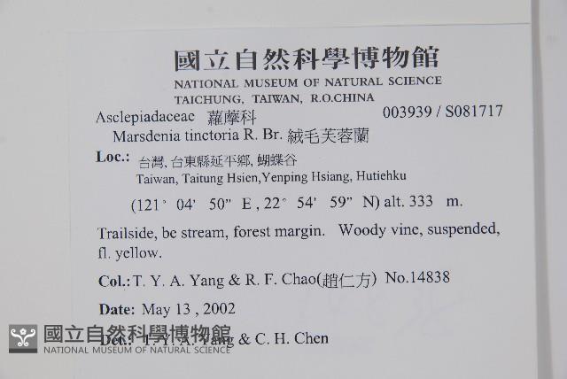 絨毛芙蓉蘭藏品圖，第2張