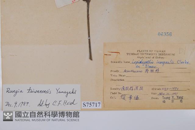 臺灣明萼草藏品圖，第2張