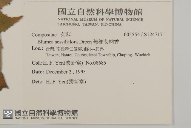 無梗艾納香藏品圖，第2張