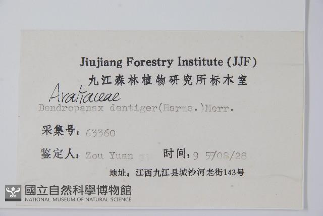 臺灣樹參藏品圖，第2張