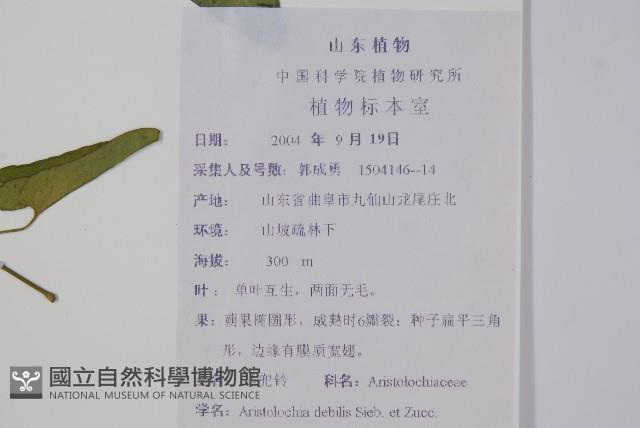 馬兜鈴藏品圖，第2張