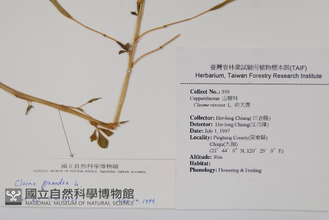 白花菜藏品圖，第2張