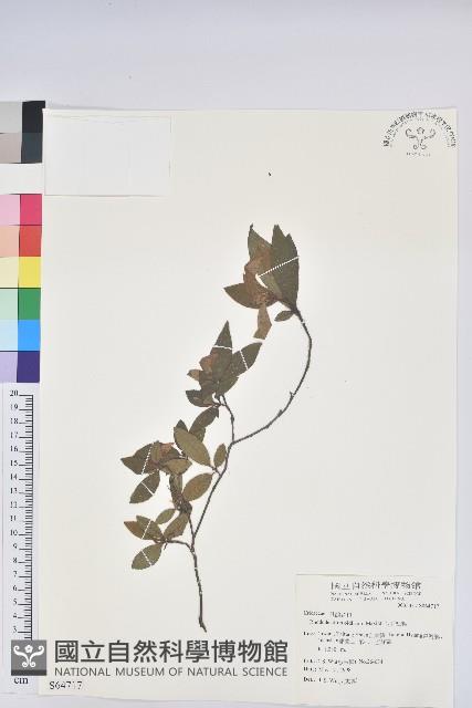 金毛杜鵑藏品圖，第1張